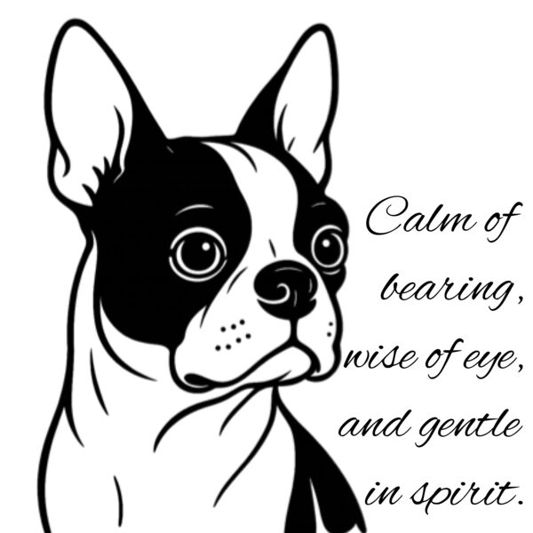 Boston Terrier Thumbnail